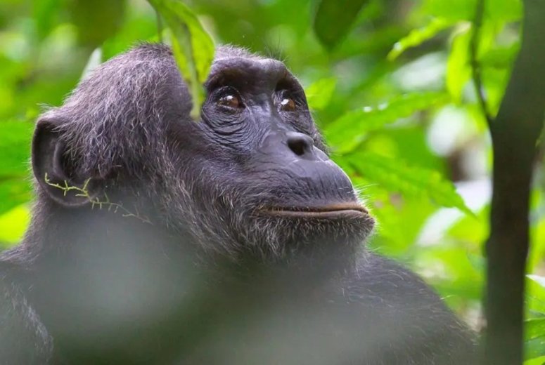 Primates & Predators: A Family Safari to Zanzibar